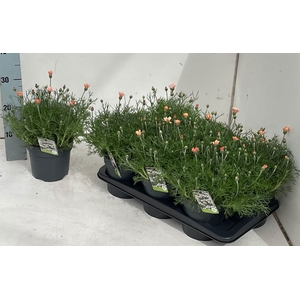 RHODAN H ZAGORA ORAN