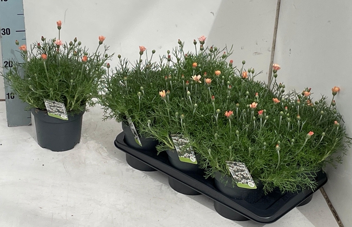 <h4>RHODAN H ZAGORA ORAN</h4>