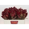 Leucadendron Jester