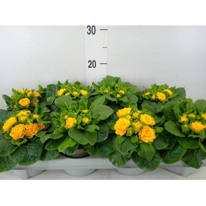 Primula vulg. 'Belarina'   ...