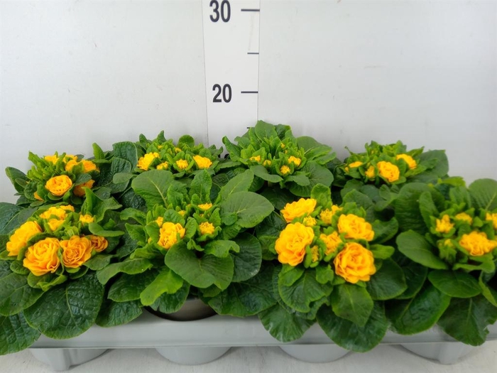 <h4>Primula vulg. 'Belarina'   ...</h4>