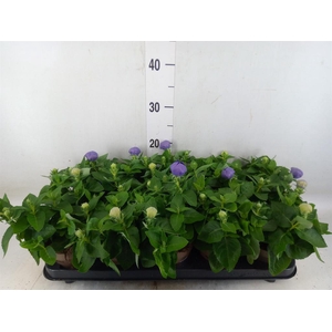 Platycodon grand. 'Astra Blue'