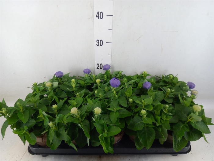 <h4>Platycodon grand. 'Astra Blue'</h4>