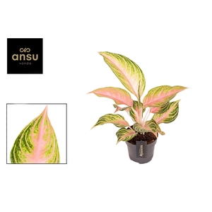 Aglaonema Eyecatcher