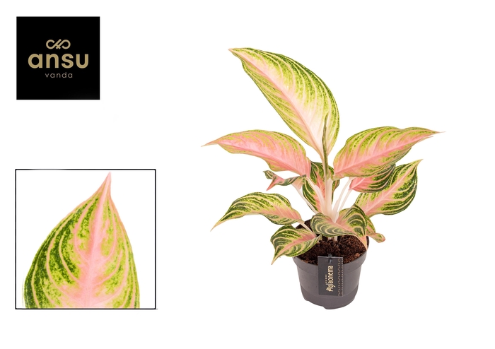 <h4>Aglaonema Eyecatcher</h4>