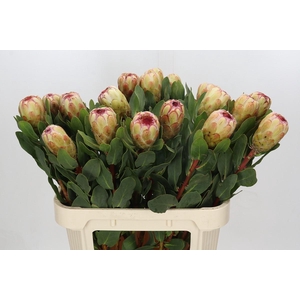 Protea Grandicolor