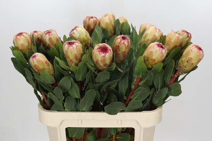 <h4>Protea Grandicolor</h4>