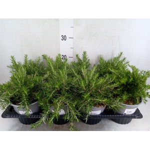 Rosmarinus offi. 'Prostratus'