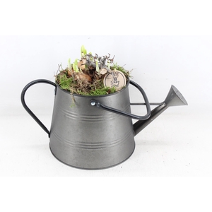 arr4 Narcis PL - Zink gieter L 285/4