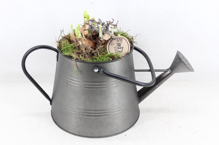 <h4>arr4 Narcis PL - Zink gieter L 285/4</h4>