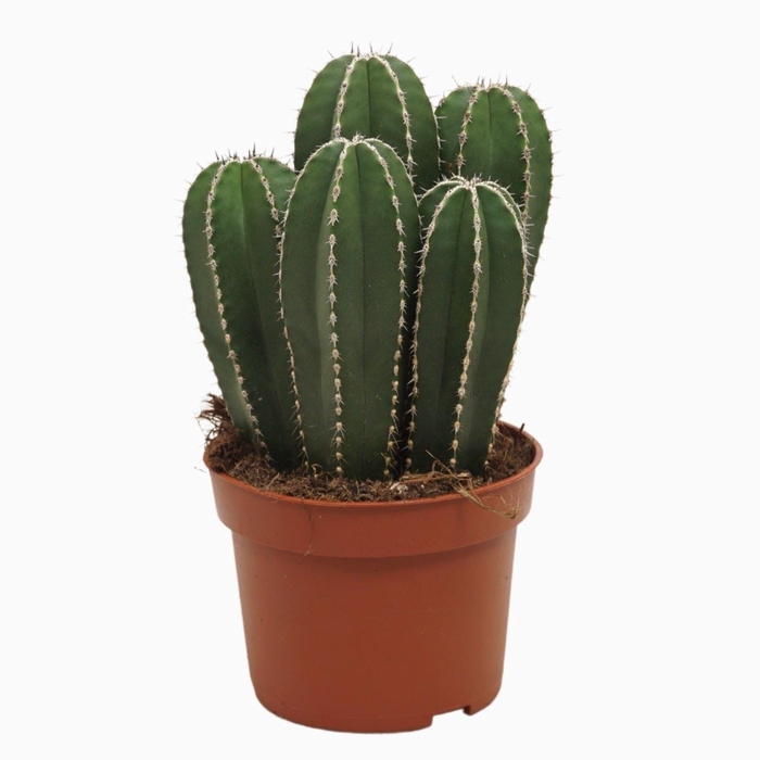 <h4>Cereus</h4>