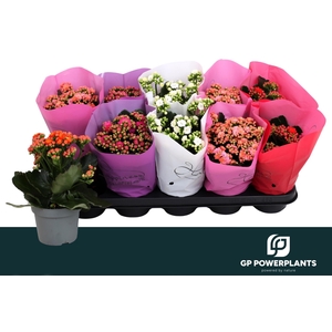 KAL GE PERF GEM 5 KL