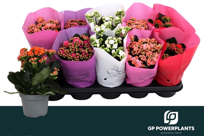 <h4>KAL GE PERF GEM 5 KL</h4>