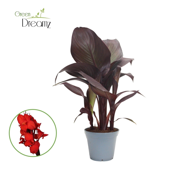 <h4>Canna Red Velvet Zonder Bloem p 17</h4>