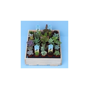 Bio Succulenten mini 220-MISUMI