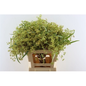 Euca Exotica Berry 60cm P Bunch