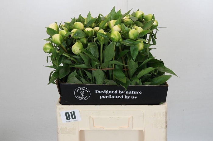 <h4>Paeonia duchess de nemours</h4>