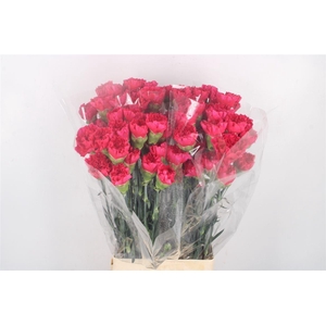 Di St Zeppelin Hotpink