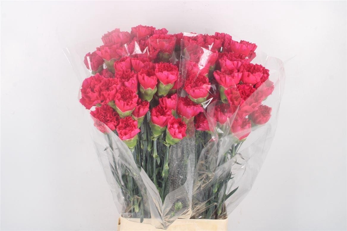 <h4>Di St Zeppelin Hotpink</h4>