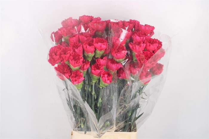 <h4>Di St Zeppelin Hotpink</h4>