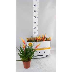 Vriesea  'Shannon'
