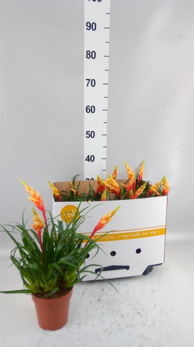 <h4>Vriesea 'Shannon'</h4>