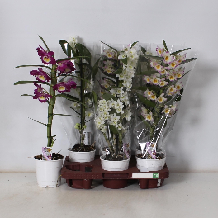 <h4>DEND NOBILE</h4>