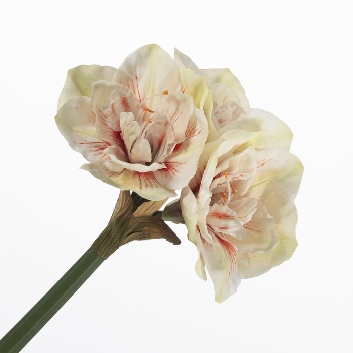 <h4>Amaryllis Green/Red FL440390GRD</h4>