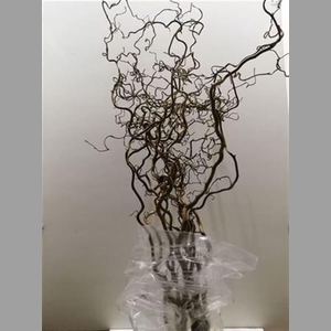 Coryl Av Contorta 180cm