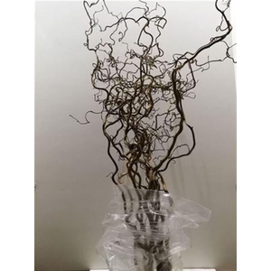 Coryl Av Contorta 180cm