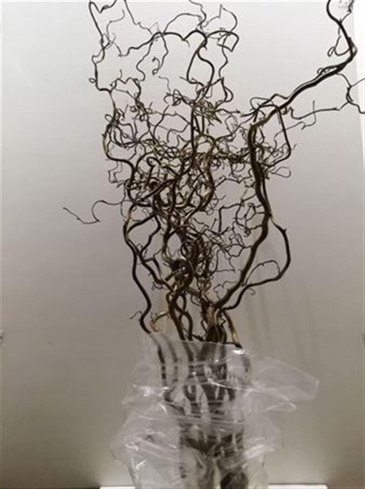 <h4>Coryl Av Contorta 180cm</h4>