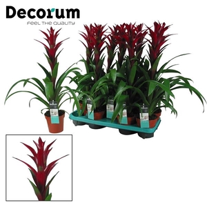 Guzmania 'Switch'