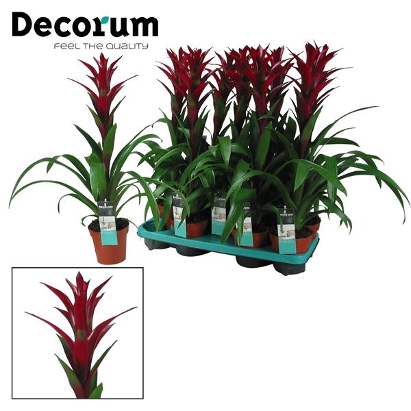 <h4>Guzmania 'Switch'</h4>