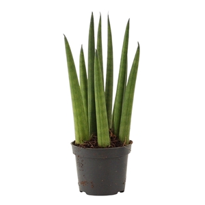 Sansevieria Cylindrica 6 cm Rocket