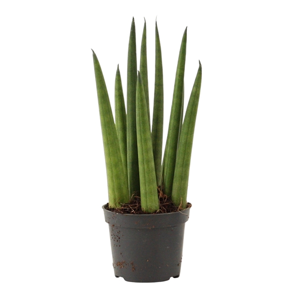 <h4>Sansevieria Cylindrica 6 cm Rocket</h4>