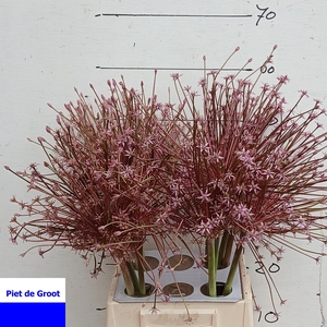 ALLIUM SCHUBERTII