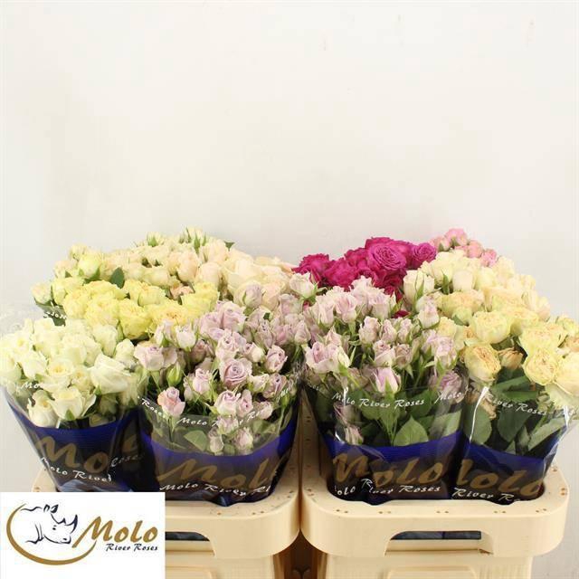 <h4>R TR GEM IN FUST</h4>