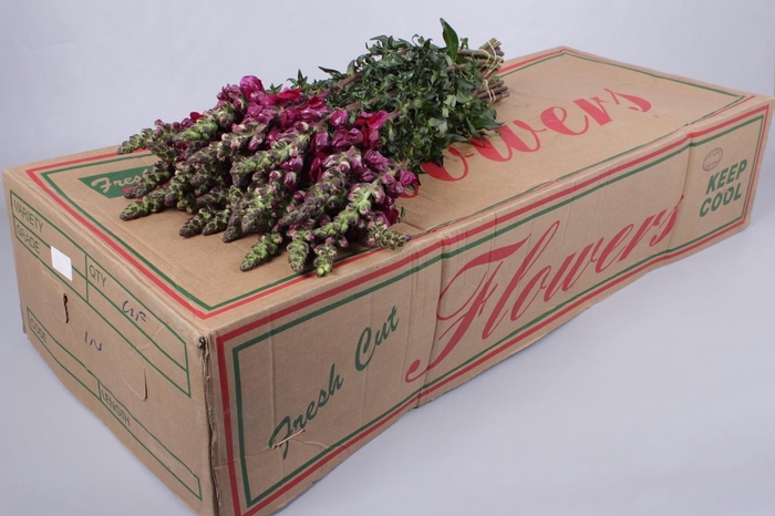 <h4>Antirrhinum Monaco Red</h4>