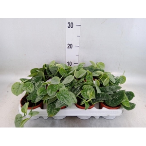 Scindapsus pictus 'Silvery Ann'