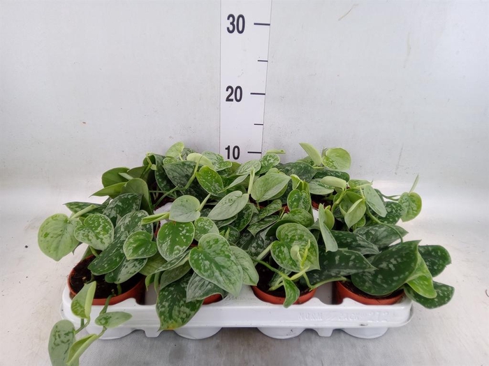 <h4>Scindapsus pictus 'Silvery Ann'</h4>