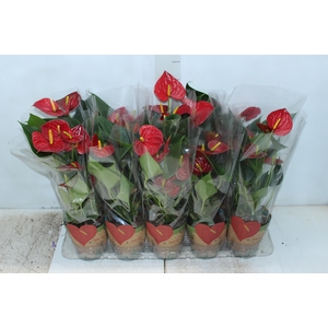 ANTHURIUM RED SUCCESS P12