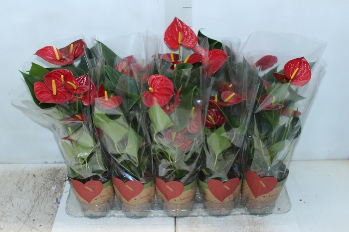 <h4>ANTHURIUM RED SUCCESS P12</h4>