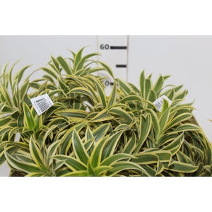 FOLHAGEM DRACENA PLEOMELE VARIEGATA