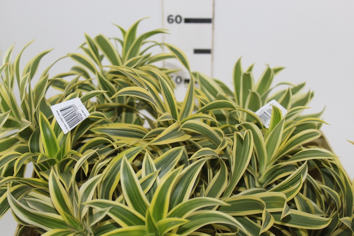 <h4>FOLHAGEM DRACENA PLEOMELE VARIEGATA</h4>