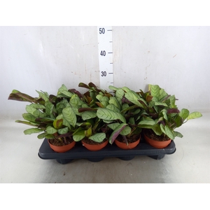 Ctenanthe burle-marxii 'Amagris'