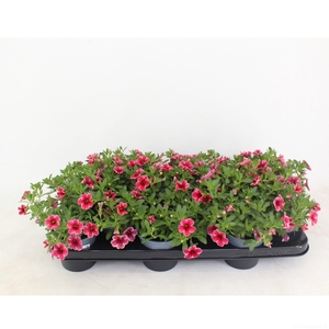 Calibrachoa Rave Cherry