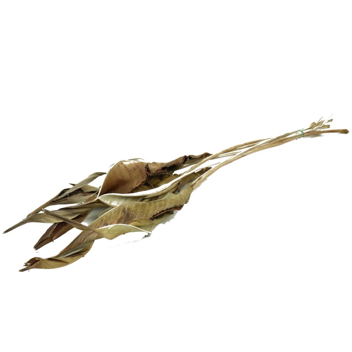 <h4>Droogbloem Strelitziablad 75cm x10</h4>