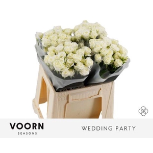 Rosa spray wedding party