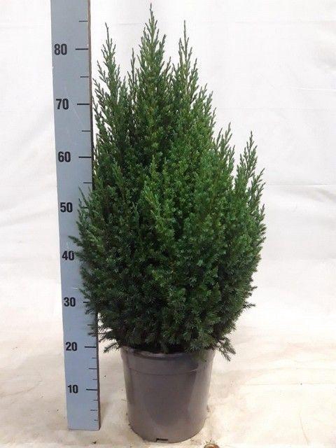 <h4>JUNI CH STRICTA</h4>