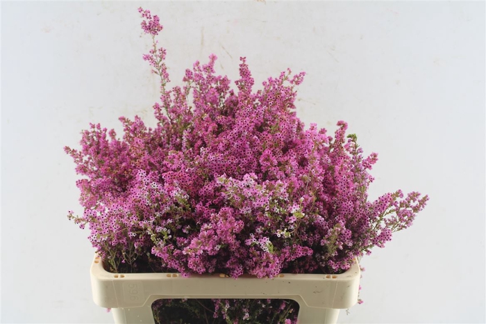 <h4>Kaaps Erica Pink</h4>